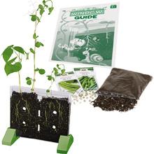 Sprout and Grow Window