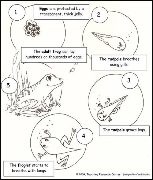 Download our free Life Cycle of a Frog Printout for your kids to decorate or use as an overhead transparency!