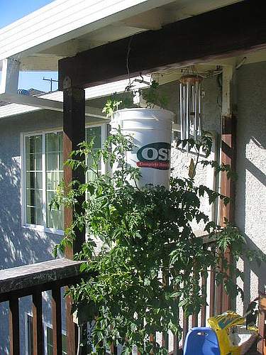 After hanging for 75 days, your hanging tomato plant should be full and flowering and soon be ready to produce delicious, fresh tomato fruit.